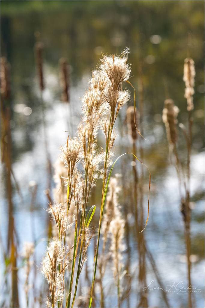 cat-tails backlit on a lake